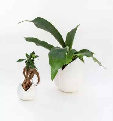 Vase Tulipe – Image 4